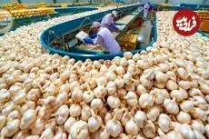 ببینید| چگونه کشاورزان چینی صدها تن سیر را برداشت و فرآوری می کنند؟