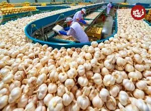 ببینید| چگونه کشاورزان چینی صدها تن سیر را برداشت و فرآوری می کنند؟