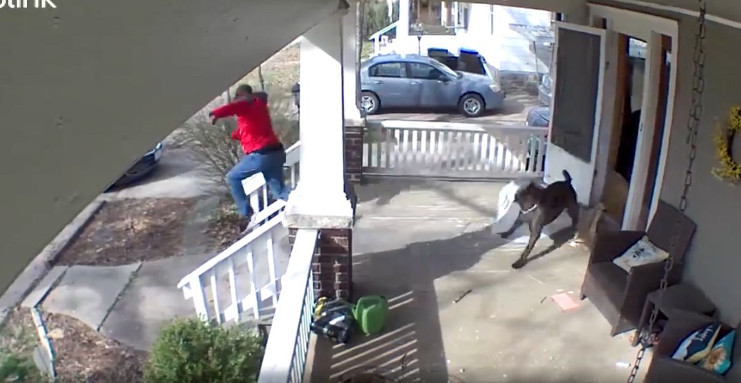 ( ویدیو) حمله ترسناک سگ نگهبان به پیک موتوری بدشانس