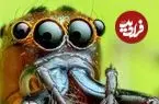 تصاویر| سیدوسا؛ سوژه ای برای یک عکاسی متفاوت