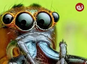 تصاویر| سیدوسا؛ سوژه ای برای یک عکاسی متفاوت
