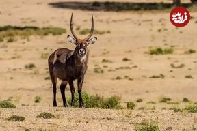 تصاویر؛ کَل آب‌دوست؛ غول باتلاق‌های آفریقا با ۳۰۰ کیلو وزن که پوستی بسیار خوشبو دارد و میلیاردرهای جهان برای شکارش صف می‌کشند!