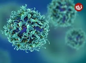 دانشمندان با مهندسی بدن موش‌ها آن‌ها را «جوان‌تر» کردند