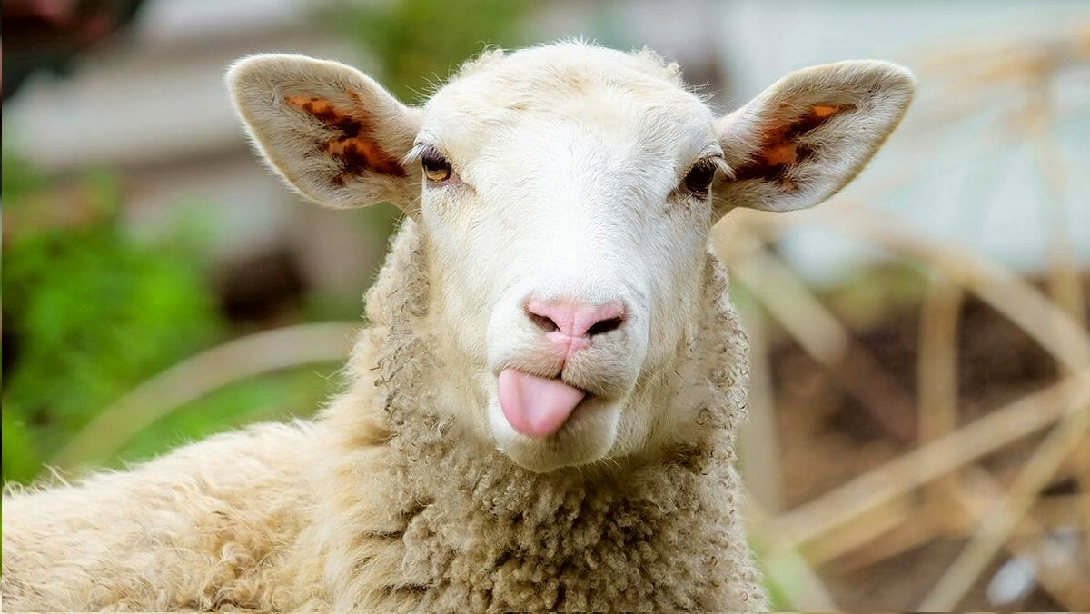  آموزش عجیب «بع بع کردن» به یک گوسفند!