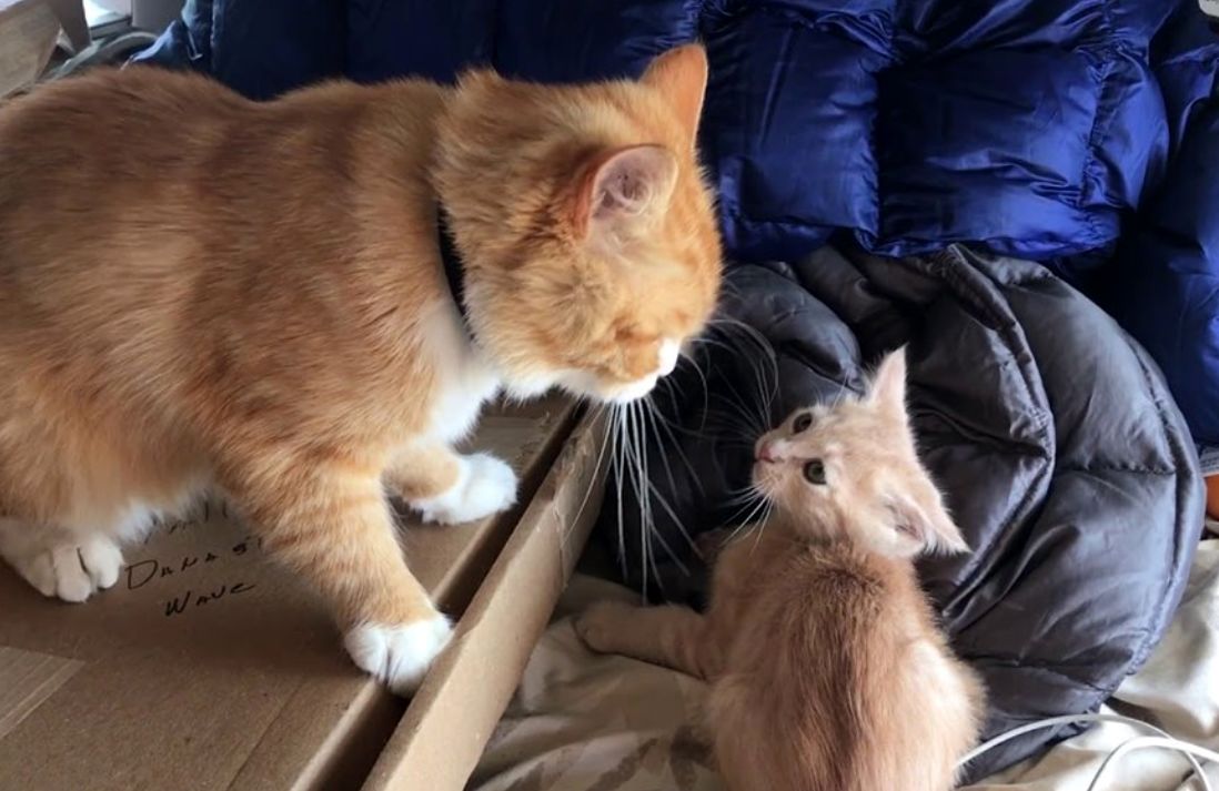 (ویدئو) شوخی گربه پدر با بچه اش با حضور مادر ختم بخیر شد!