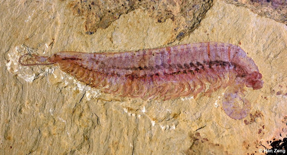 (تصاویر) بازسازی چهرۀ «هیولای سه‌چشم» که ۵۰۰ میلیون سال قبل زندگی می‌کرد 