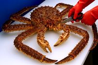 ببینید؛ غذای خیابانی در کره؛ تهیه ساشیمی با شاه خرچنگ آلاسکایی در سئول