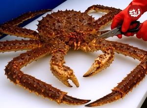 ببینید؛ غذای خیابانی در کره؛ تهیه ساشیمی با شاه خرچنگ آلاسکایی در سئول