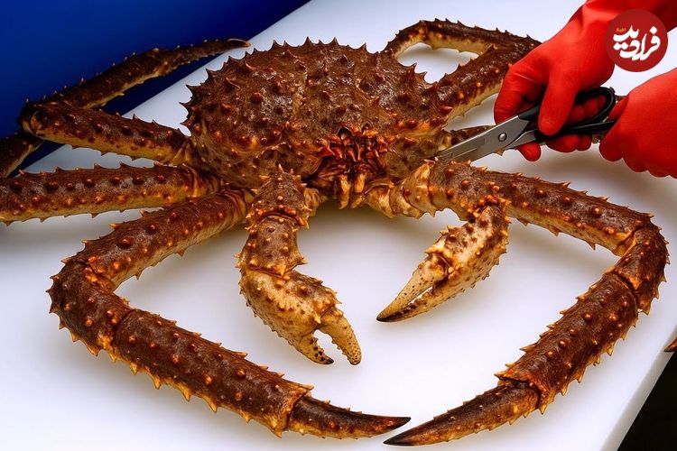 ببینید؛ غذای خیابانی در کره؛ تهیه ساشیمی با شاه خرچنگ آلاسکایی در سئول