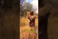 (ویدئو) دیدار احساسی ماده شیر با صاحب اش پس از دو سال
