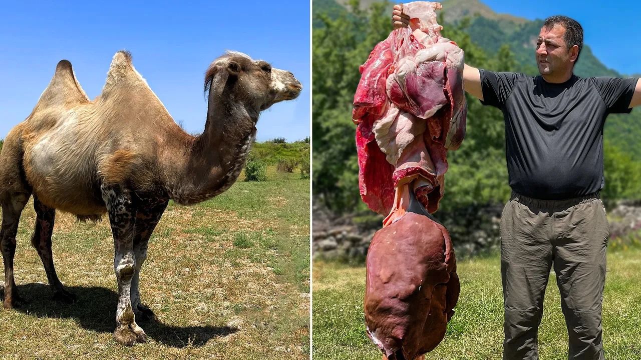 (ویدئو) طبخ دلپذیر دل و جگر غول پیکر شتر در روستای بهشتی آذربایجان