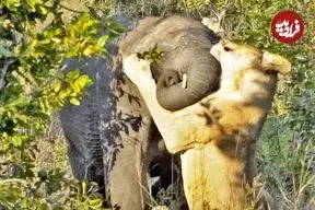 ببینید| تلاش شیر ماده سمج برای شکار بچه فیل!