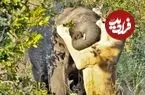 ببینید| تلاش شیر ماده سمج برای شکار بچه فیل!