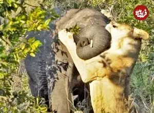 ببینید| تلاش شیر ماده سمج برای شکار بچه فیل!