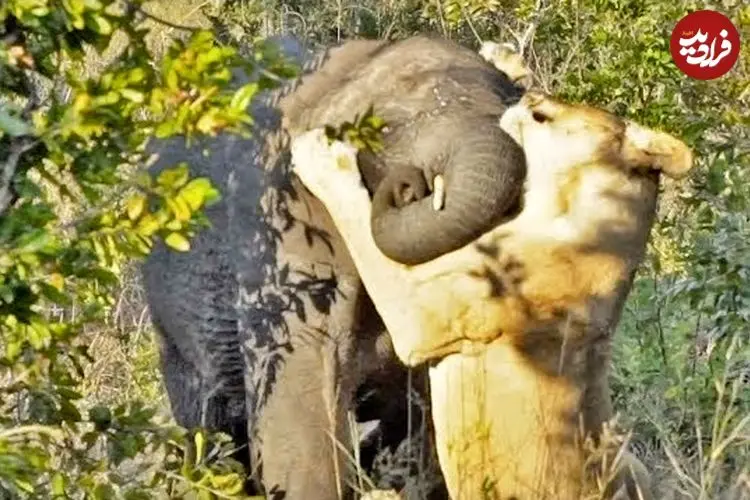 ببینید| تلاش شیر ماده سمج برای شکار بچه فیل!