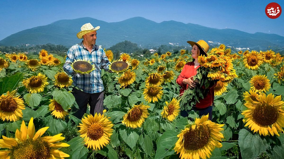 ببینید؛ غذای روستایی در آذربایجان؛ برداشت گل آفتابگردان و تهیه روغن خانگی