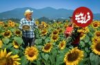 ببینید؛ غذای روستایی در آذربایجان؛ برداشت گل آفتابگردان و تهیه روغن خانگی