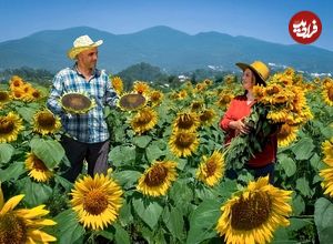 ببینید؛ غذای روستایی در آذربایجان؛ برداشت گل آفتابگردان و تهیه روغن خانگی