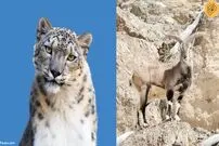 (ویدئو) تعقیب و گریز پلنگ برفی و گوسفند آبی تا حد مرگ!