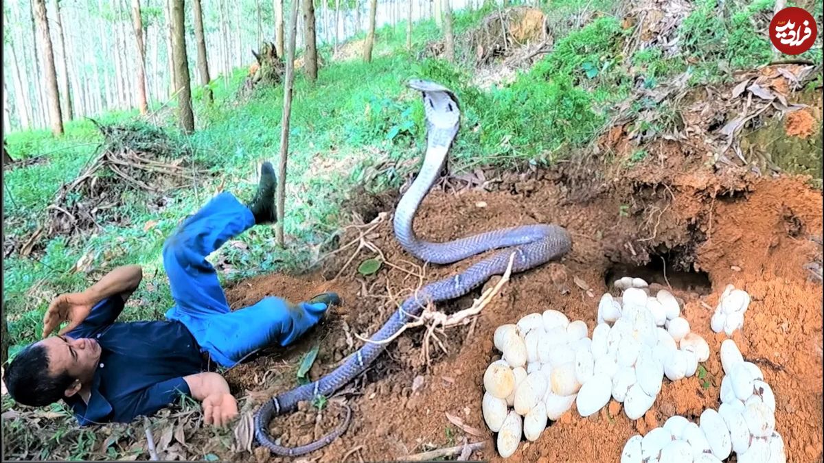(ویدئو) دزدیدن مارهای کبرای وحشی و 100 تخم آن ها توسط این دو مرد