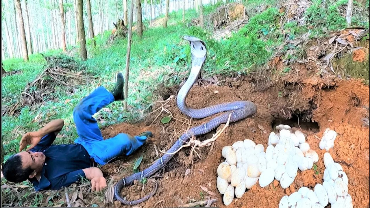 (ویدئو) دزدیدن مارهای کبرای وحشی و 100 تخم آن ها توسط این دو مرد