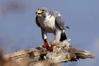 (ویدئو) کبوتر ساده لوح با پای خودش وارد لانه شاهین شد!