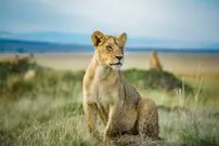 ( ویدیو) رویارویی تماشایی مار کبرا با شیرها؛ مار شیرها را فراری داد