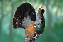 ببینید| 6 گونه از زیباترین و خارق العاده ترین باقرقره های های سراسر جهان