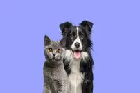 (ویدیو) تلاش عجیب یک سگ برای نجات گربه از غرق شدن