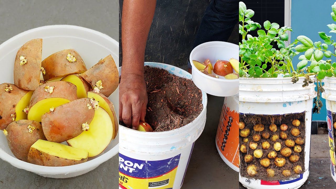 (ویدئو) چگونه سیب زمینی را در سطل رنگ پلاستیکی بکاریم و برداشت کنیم؟