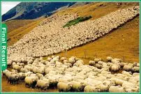 (ویدئو) استرالیایی ها چگونه 96.7 میلیون راس گوسفند را در سال پرورش می دهند؟