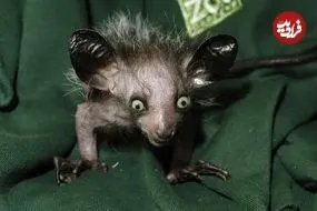 عجیب‌ترین نخستی‌های جهان؛ از «تارسیر چشم‌درشت» تا «مارموزت کوتوله»