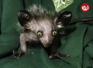 عجیب‌ترین نخستی‌های جهان؛ از «تارسیر چشم‌درشت» تا «مارموزت کوتوله»