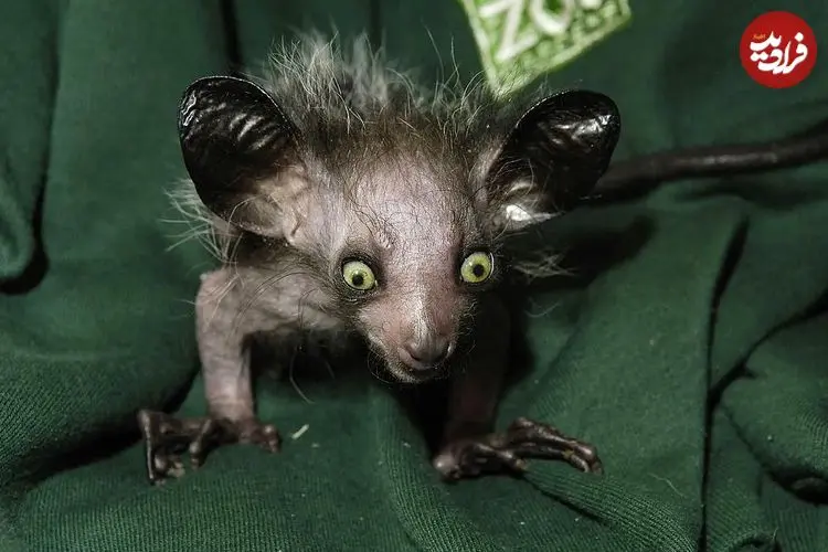 عجیب‌ترین نخستی‌های جهان؛ از «تارسیر چشم‌درشت» تا «مارموزت کوتوله»