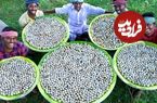 ببینید؛ غذای روستایی در هند؛ پخت غذا با 3 هزار تخم بلدرچین به روش باستانی در گِل