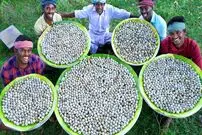 ببینید؛ غذای روستایی در هند؛ پخت غذا با 3 هزار تخم بلدرچین به روش باستانی در گِل