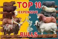(ویدئو) 10 گاو نر گران قیمت جهان که در حراجی فروخته شدند؛ گاو 75 میلیارد تومانی در صدر