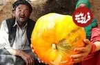 ببینید| غذای روستایی در افغانستان؛ پخت یک غذای سنتی با کدو تنبل توسط زوج مسن افغان