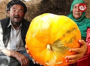 ببینید| غذای روستایی در افغانستان؛ پخت یک غذای سنتی با کدو تنبل توسط زوج مسن افغان