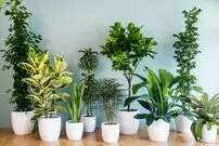 (ویدئو) چگونه اسم گل و گیاه را با عکس پیدا کنیم؟ 