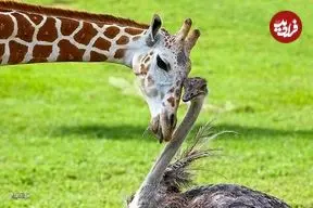 ببینید| رویارویی زرافه و شترمرغ؛ خیره شدن برای رقیب؟