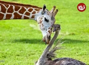 ببینید| رویارویی زرافه و شترمرغ؛ خیره شدن برای رقیب؟