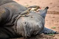 ارتباط عجیبی که پرنده‌های خون‌خوار با کرگدن‌ها دارند