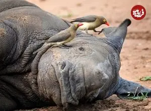 ارتباط عجیبی که پرنده‌های خون‌خوار با کرگدن‌ها دارند