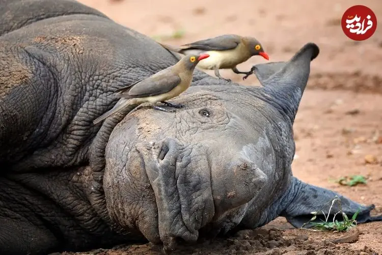 ارتباط عجیبی که پرنده‌های خون‌خوار با کرگدن‌ها دارند