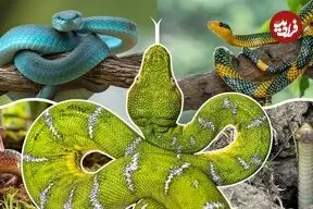 مارها پا داشتند!؛ چه بلایی بر سر پای مارها آمد؟