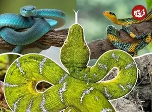 مارها پا داشتند!؛ چه بلایی بر سر پای مارها آمد؟