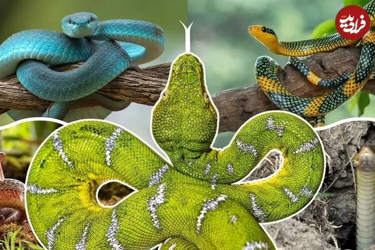 مارها پا داشتند!؛ چه بلایی بر سر پای مارها آمد؟