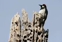 (ویدئو) باورتان می شود این حجم از بلوط را یک دارکوب داخل دیوارهای یک خانه پنهان کرده باشد؟