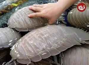 ببینید| غذای خیابانی در ویتنام؛ تهیه غذا با ایزوپادهای غول پیکر در هانوی